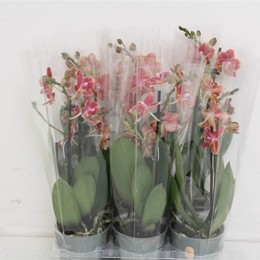 Фаленопсис мультифлора Боудион 2 стебля ( Phalaenopsis Multi-flora Bowdion 2 stem ) W 9 см H 35 см