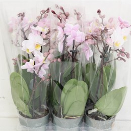 Фаленопсис мультифлора Джулия Уайт 2 стебля ( Phalaenopsis Multi-flora Julia White 2 stem ) W 9 см H