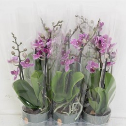Фаленопсис мультифлора Фиалка Королева 2 стебля ( Phalaenopsis Multi-flora Violet Queen 2 stem ) W 9