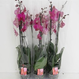 Фаленопсис Ф Вивальди 2 голоса ( Phalaenopsis F Vivaldi 2 stem ) W 12 см H 70 см