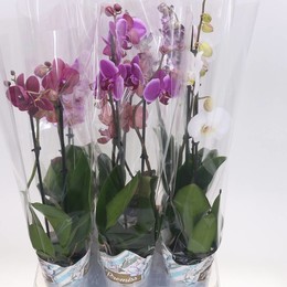Фаленопсис смешанный 5 Цветов 2 стебля ( Phalaenopsis Mixed 5 Colour 2 stem ) W 12 см H 55 см