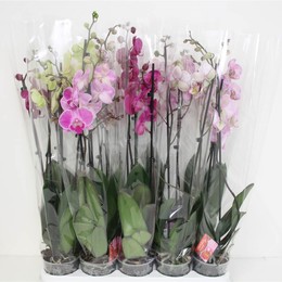 Фаленопсис смешанный 7 Цветов 2 стебля ( Phalaenopsis Mixed 7 Colour 2 stem ) W 12 см H 70 см