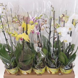 Фаленопсис смешанный 5 Цветов 2 стебля ( Phalaenopsis Mixed 5 Colour 2 stem ) W 12 см H 50 см