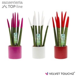 Сансевиерия Бархатное прикосновение ( Sansevieria Velvet Touchz Tainted Love ) W 8,5 см H 30 см