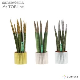 Сансевиерия Бархатное прикосновение ( Sansevieria Velvet Touchz Glitterz Mixed In Dots K ) W 8,5 см