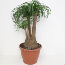 Бокарнея изогнутая ( Beaucarnea Recurvata ) W 35 см H 90 см