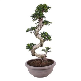 Фикус М. Женьшень Горшок 45 см Безуглеродистый Горшок Темно-Серый S ( Ficus M. Ginseng Pot W45cm Car