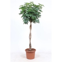 Schefflera Arboricola 'компактная' ( Schefflera Arboricola 'compacta' ) W 40 см H 190 см