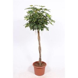 Золотая капелла Шеффлера ( Schefflera Gold Capella ) W 40 см H 190 см