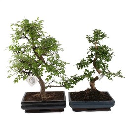 Бонсай, Смешанный В Керамике Ume 35 См С Блюдцем ( Bonsai Mixed In W35cm Ceramic With Saucer ) W 35