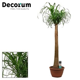 Бокарнеа прямая 35 См ( Beaucarnea Recht 35 Cm (decorum) ) W 35 см H 160 см
