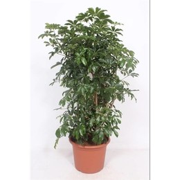 Schefflera Arboricola 'компактная' ( Schefflera Arboricola 'compacta' ) W 40 см H 140 см