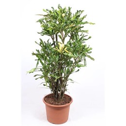 Кодиеум кудрявый (кротон кудрявый) ( Codiaeum Curly (croton Curly) ) W 40 см H 150 см