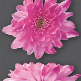 Chrys. tr. Zembla Cerise (Хриз. куст. Зембла Церайс) В70