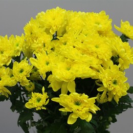 Chrys. tr. Zembla Sunny (Хриз куст. Зембла Санни) В70