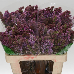Syringa Dark Koster (Сирень Дарк Костер) В60