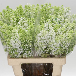 Syringa V Mme Fl Stepman (Сирень Степмен) В60