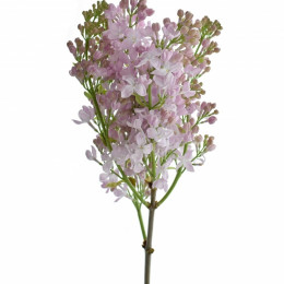 Syringa V Lavaliensis (Сирень В Лаваленсис) В60