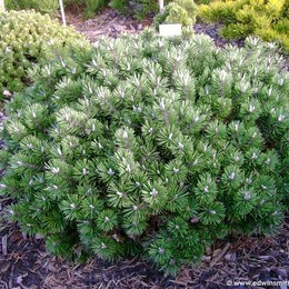 Сосна горная Humpy (Хампи)