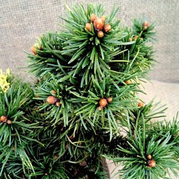 Сосна горная Kissen (Киссен)