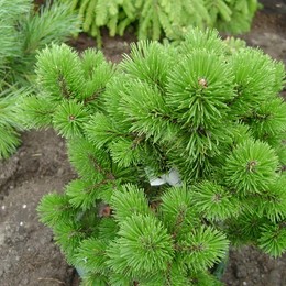 Сосна горная Peterle (Петерле)