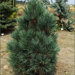 Сосна кедровая Glauca (Глаука)