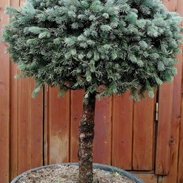 Ель колючая Glauca (Глаука) на штамбе
