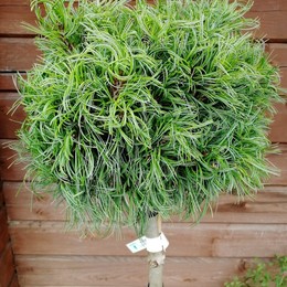 Сосна Веймутова Green Twist (Грин Твист) на штамбе
