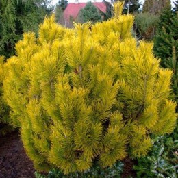 Сосна горная Golden Glow (Голден Глоу) на штамбе