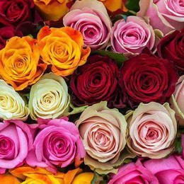 Rosa Kenya Mix (Роза Кения микс) В40 Isinya