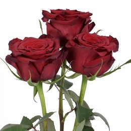 Rosa Gr Red Paris ( Ред Парис ) В60 Rosa Prima