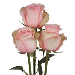 Rosa Gr Romance ( Романс ) В60 Rosa Prima