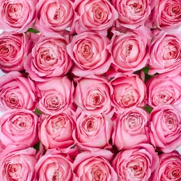 Rosa Gr Romantic Antike ( Романтик Антик ) В60 Rosa Prima