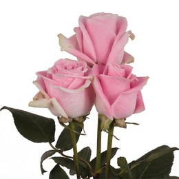 Rosa Gr Rosita Vendela ( Росита Вендела ) В60 Rosa Prima