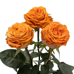 Rosa Gr RP Copper Kiss ( РП Коппер Кисс ) В60 Rosa Prima