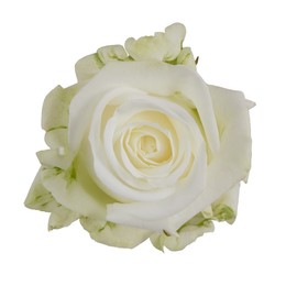 Rosa Gr RP Tundra ( РП Тундра ) В60 Rosa Prima