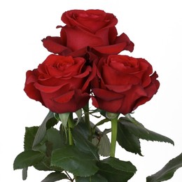 Rosa Gr Sexy Red ( Секси Ред ) В60 Rosa Prima