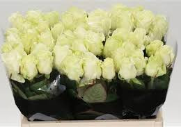 Rosa Gr Avalanche Koene (Роза Гр Аваланж Кайене) В80