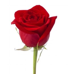 Rosa Gr Austin Juliet (Роза Гр Остин Джульет) В40