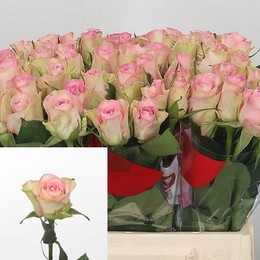 Rosa Gr Avalanche Jewel (Роза гр Аваланж Джевел) В80