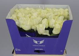 Rosa Gr Avalanche Arend (Роза Гр Аваланж Аренд) В70