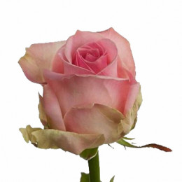 Rosa Gr Avalanche Sorbet (Роза Гр Аваланж Сорбет) В70