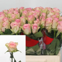 Rosa Gr Avalanche Jewel (Роза Гр Аваланж Джевел) В70