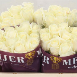 Rosa Gr Avalanche Meijer White (Роза Гр Аваланж Мейер Вайт) В80
