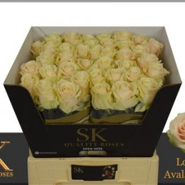 Rosa Gr Avalanche Sk Gold (Роза Гр Аваланж Ск Голд) В70