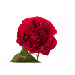Rosa Gr David Austin Tess (Роза Гр Дэвид Остин Тесс) В50