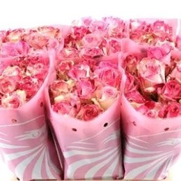 Rosa gr freaky avalanche (Роза гр фрики Аваланш) В50