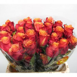 Rosa Gr Cherry Brandy (Роза Гр Черри Бренди) В80