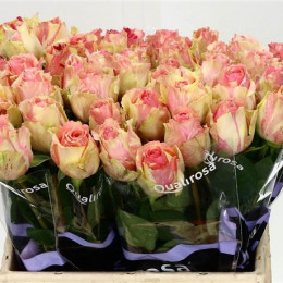 Rosa Gr Fiesta (Роза Гр Фиеста) В80