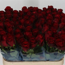 Rosa Gr Madam Red (Роза Гр Мадам Ред) В80